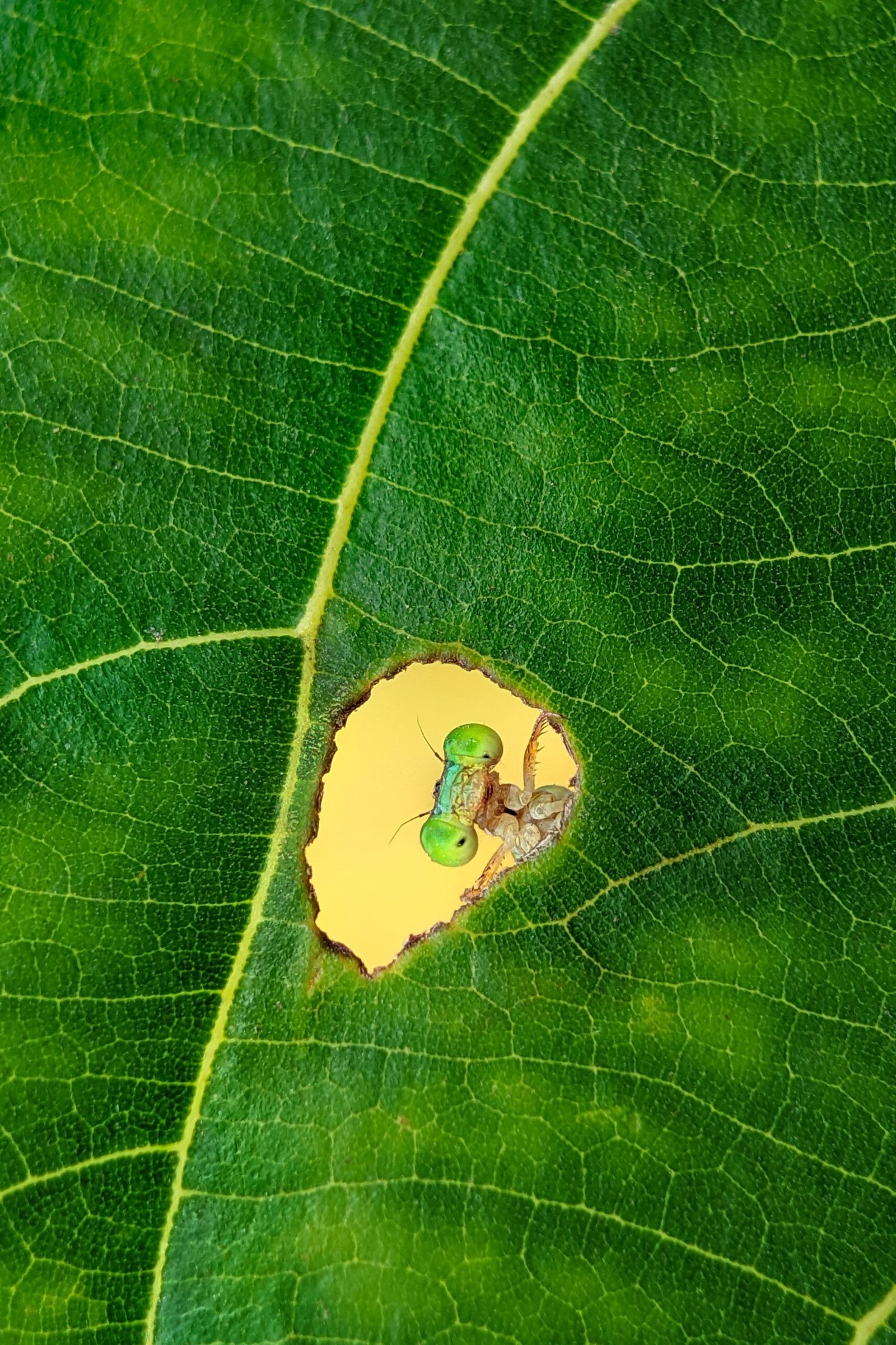 OPPO Photography Contest entry